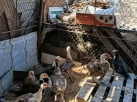 Ducks — foto 2