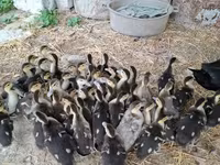Ducks — 写真 1