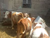 Lembu jantan, Simmental cattle — foto 4