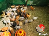 Chickens — รูปภาพ 2