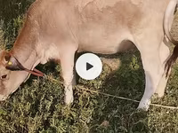 பசு, மாடுகள் — புகைப்படம் 2