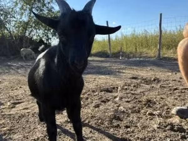 Ri’ lab, Dutch Landrace goats