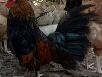 Chickens — الصورة 1