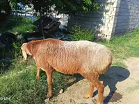 كبش, Agin sheep — الصورة 1