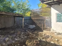 خوک ماده, Дюрок — عکس 5