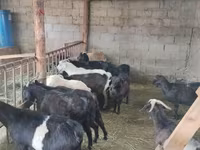 Koza, Alpine goat — zdjęcie 4