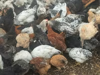 Chickens — foto 6