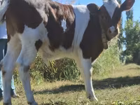 Toro, Simmental cattle — foto 2