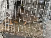 Ducks — รูปภาพ 1