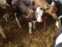 گاو و گوساله (گروه، جنسیت مشخص نشده), Simmental cattle — عکس 4