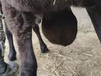 Beran, Hissar sheep — foto 1