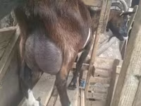 Ziegenbock, Nubian Goat — Foto 6
