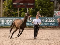 Cavalo, Akhal-Teke — foto 3