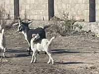 بز ماده, بز — عکس 6