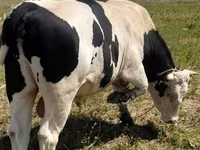 Bulle, Holstein-Rasse — Foto 5
