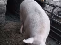 Кабан, Чочколор — сүрөт 1
