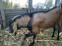숫염소, Nubian Goat — 사진 4