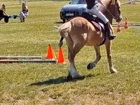 Aygır, Haflinger — foto 5
