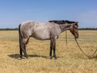 اسب نر, Quarter Horse — عکس 3