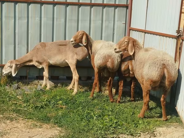 میش, Arashan sheep
