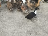 Ducks — foto 1