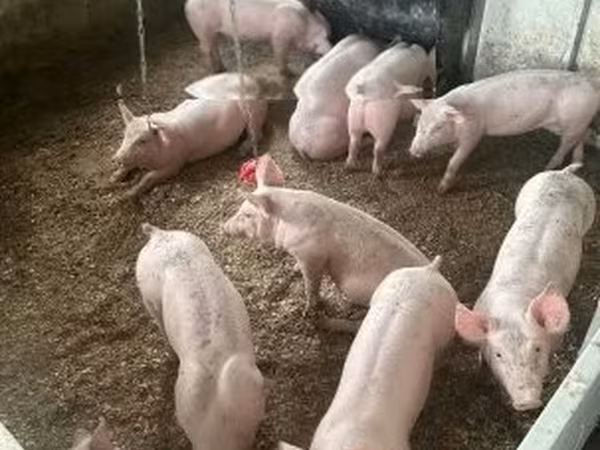 Pigs (batch, sex not specified),  — Hungary