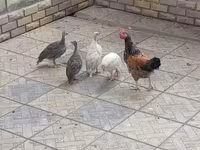 Chickens — عکس 4