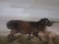 Baran, Owce — zdjęcie 5