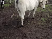 Lembu betina, Charolais cattle — foto 6