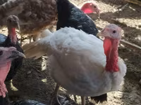 Turkeys — ფოტო 5