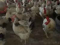 Chickens — عکس 2