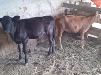 Կով, Խոշոր եղջերավոր — լուսանկար 3