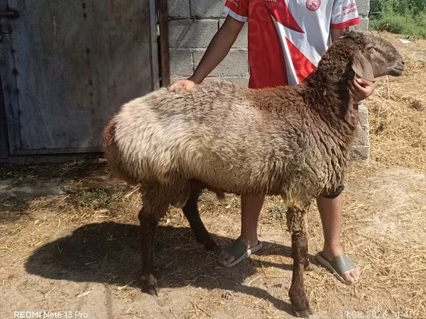 Ram, Sheep — Kyrgyzstan