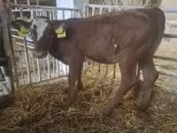 Ng'ombe jike, Ng'ombe wa Limousin — picha 5