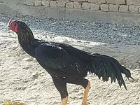 Chickens — foto 1