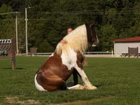 Pastuv, Pinto horses — fotografija 8