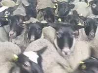 በግ, Romanov sheep — ፎቶ 3