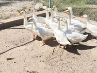 Geese — foto 3