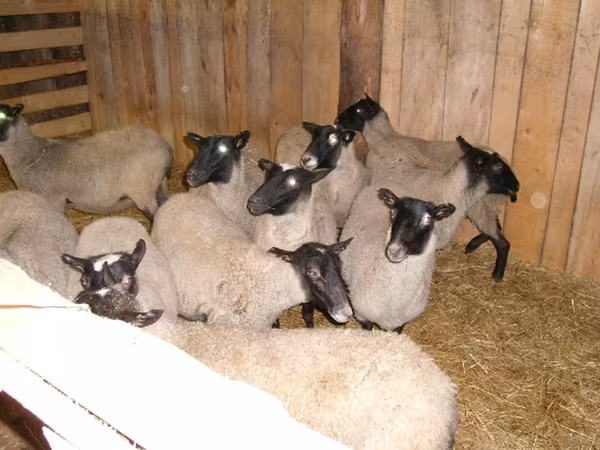 Sheep, Romanov sheep — Russia
