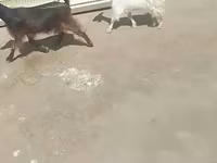 Kambing (lot, jantina tidak dinyatakan), Goats — foto 2