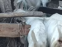 Kambing betina, Saanen goat — foto 4