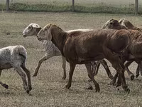 แกะตัวผู้, Hissar sheep — รูปภาพ 5