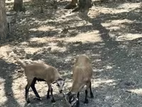 Oğlak, Keçiler — foto 3