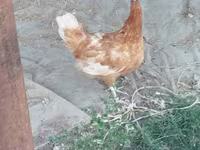 Chickens — foto 7