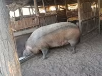 Cinghiale, Maiali — foto 4