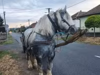 Klisna, Percheron — foto 4