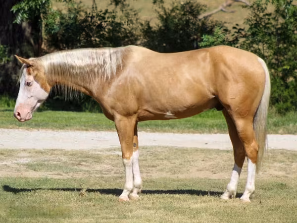 Faras, Palomino