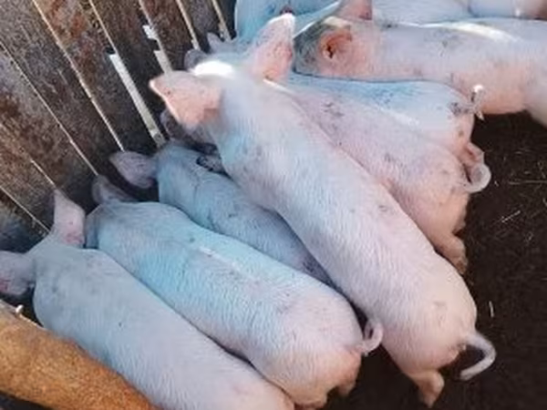 수퇘지, Крупная белая