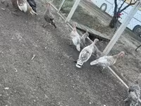 Ducks — foto 5