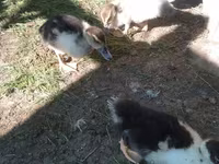 Muscovy Domestik — foto 2